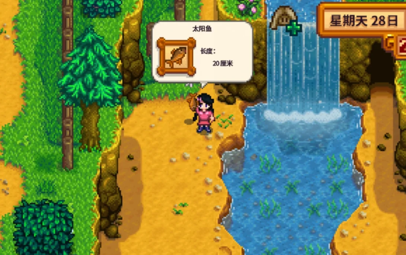 星露谷物语太阳鱼什么时候钓